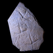 10.8" Presbyornis Sp Fossilized Bird Footprint Trackway Green River Formation Utah