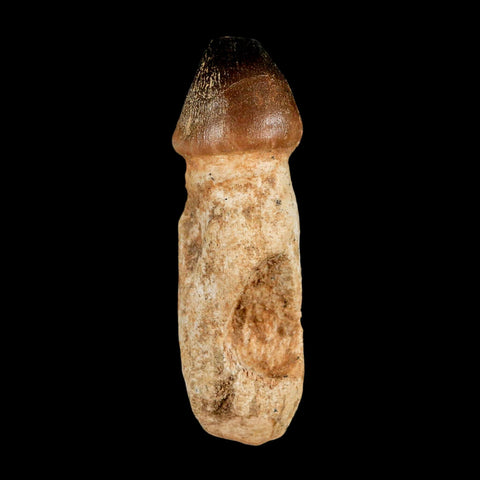 3.1" Globidens Mosasaur Fossil Tooth Rooted Cretaceous Dinosaur Era COA - Fossil Age Minerals