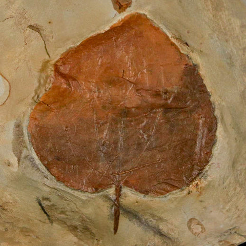 2.1" Zizyphoides Flabellum Fossil Plant Leaf Fort Union Glendive MT Paleocene Age - Fossil Age Minerals