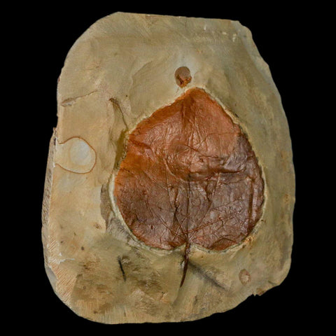 2.1" Zizyphoides Flabellum Fossil Plant Leaf Fort Union Glendive MT Paleocene Age - Fossil Age Minerals