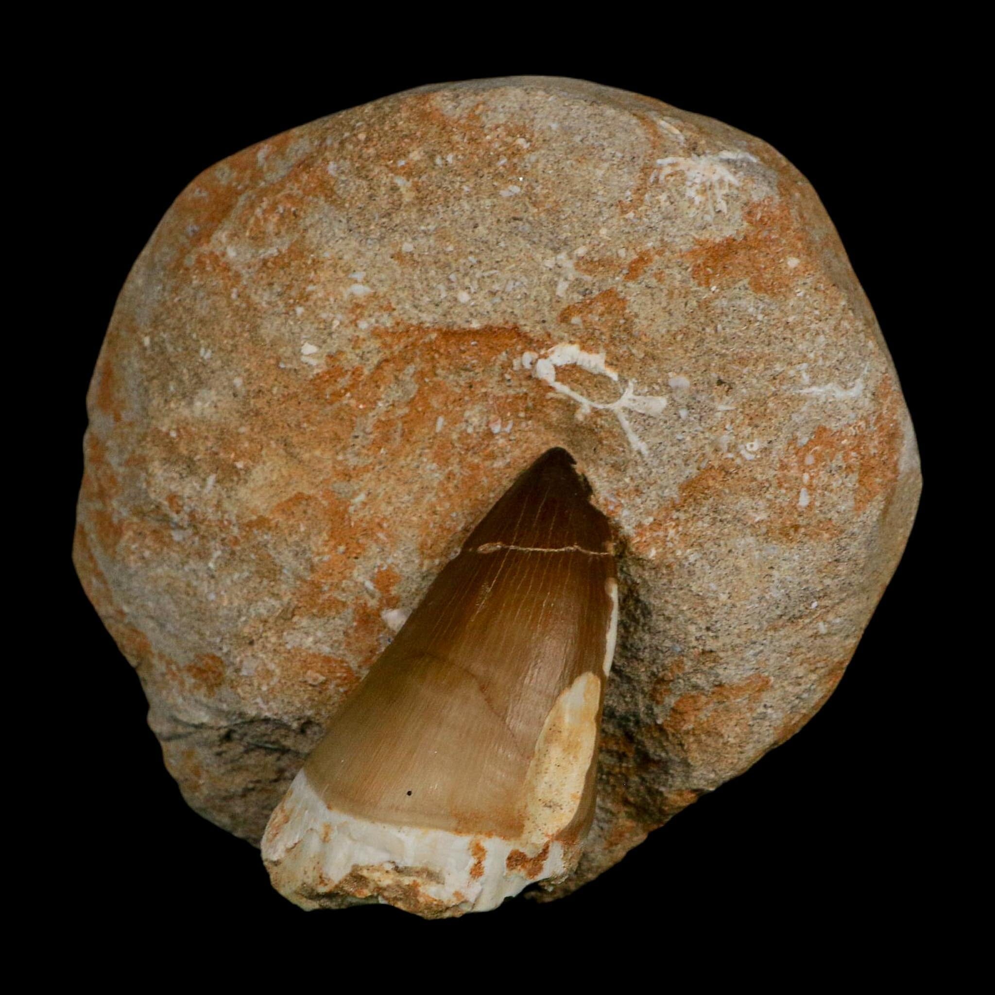 XL 2.3" Mosasaur Prognathodon Fossil Tooth In Matrix Cretaceous Dinosaur Era COA - Fossil Age Minerals