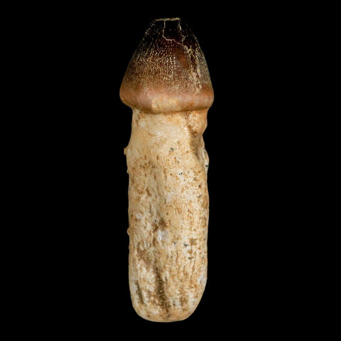 3.1" Globidens Mosasaur Fossil Tooth Rooted Cretaceous Dinosaur Era COA - Fossil Age Minerals