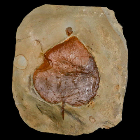 2.1" Zizyphoides Flabellum Fossil Plant Leaf Fort Union Glendive MT Paleocene Age - Fossil Age Minerals