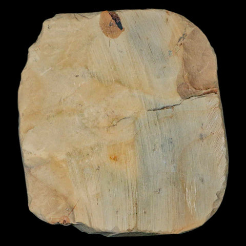 2.1" Zizyphoides Flabellum Fossil Plant Leaf Fort Union Glendive MT Paleocene Age - Fossil Age Minerals