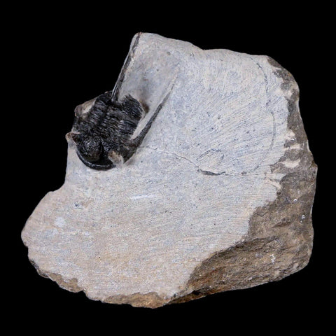 1.2" Cyphaspis Otarion Spiny Trilobite Fossil Devonian Age 400 Mil Yrs Old COA - Fossil Age Minerals