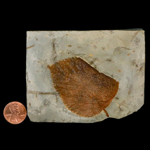 2.4" Davidia Antiqua Fossil Plant Leaf Plant Fort Union Formation Glendive Montana - Fossil Age Minerals