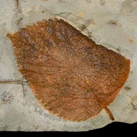 2.4" Davidia Antiqua Fossil Plant Leaf  Plant Fort Union Formation Glendive Montana