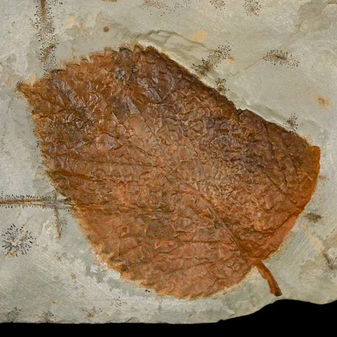 2.4" Davidia Antiqua Fossil Plant Leaf Plant Fort Union Formation Glendive Montana - Fossil Age Minerals