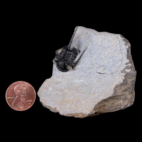 1.2" Cyphaspis Otarion Spiny Trilobite Fossil Devonian Age 400 Mil Yrs Old COA - Fossil Age Minerals