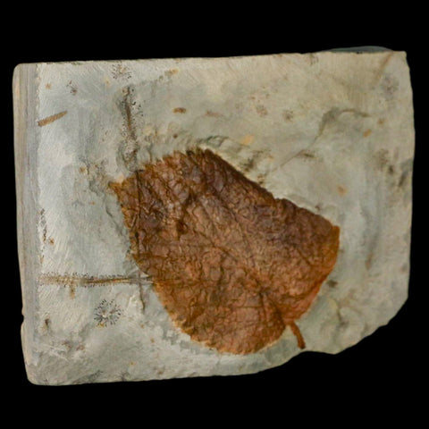 2.4" Davidia Antiqua Fossil Plant Leaf Plant Fort Union Formation Glendive Montana - Fossil Age Minerals