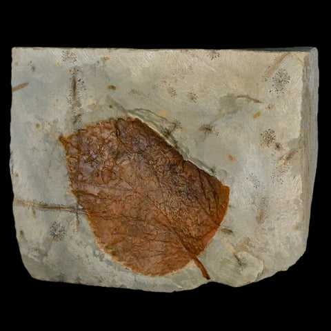 2.4" Davidia Antiqua Fossil Plant Leaf Plant Fort Union Formation Glendive Montana - Fossil Age Minerals