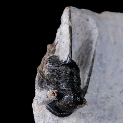 1.2" Cyphaspis Otarion Spiny Trilobite Fossil Devonian Age 400 Mil Yrs Old COA - Fossil Age Minerals