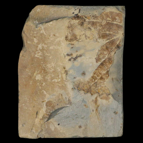 2.4" Davidia Antiqua Fossil Plant Leaf Plant Fort Union Formation Glendive Montana - Fossil Age Minerals