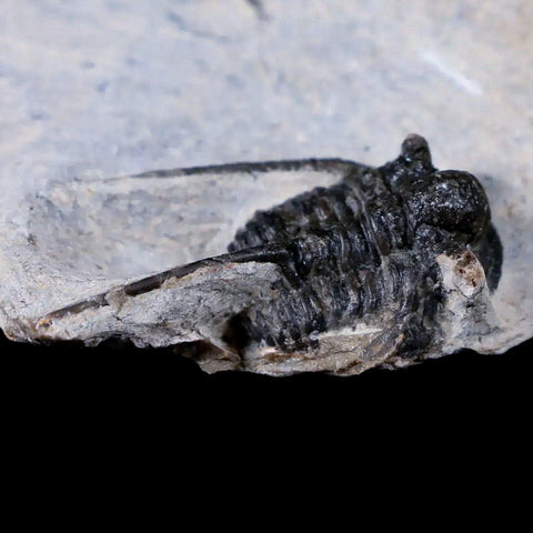 1.2" Cyphaspis Otarion Spiny Trilobite Fossil Devonian Age 400 Mil Yrs Old COA - Fossil Age Minerals