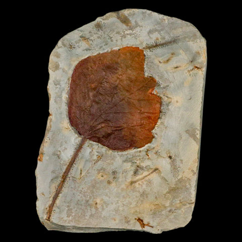 3.2" Zizyphoides Flabellum Fossil Plant Leaf Fort Union Glendive MT Paleocene Age - Fossil Age Minerals