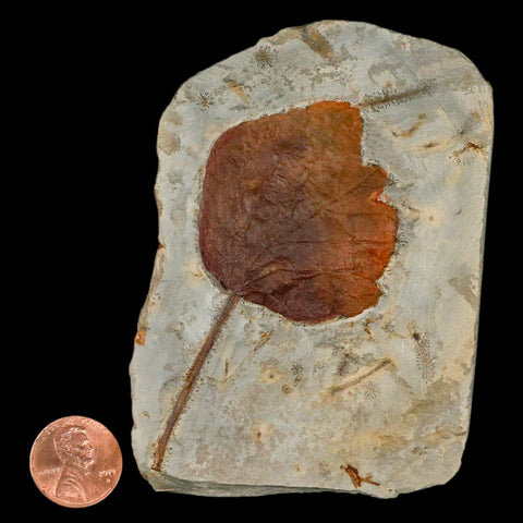 3.2" Zizyphoides Flabellum Fossil Plant Leaf Fort Union Glendive MT Paleocene Age - Fossil Age Minerals