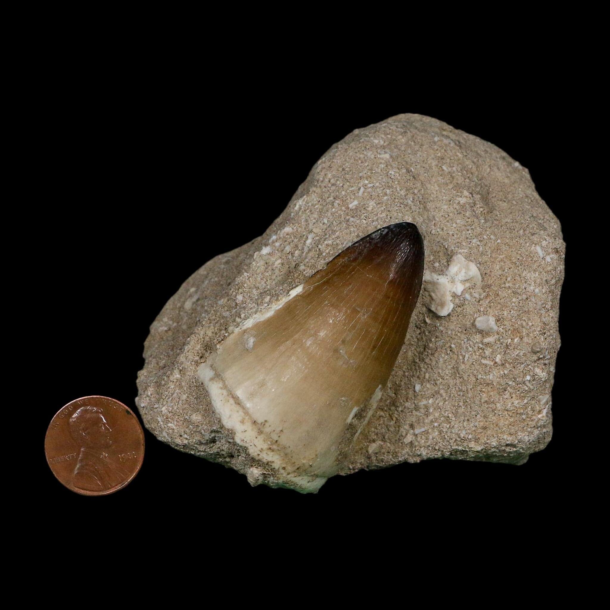 XL 2" Mosasaur Curri Fossil Tooth In Matrix Cretaceous Dinosaur Era COA - Fossil Age Minerals