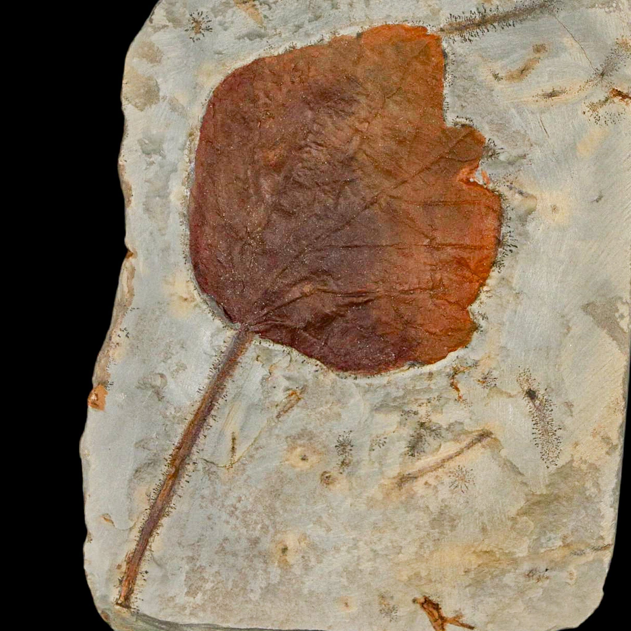 3.2" Zizyphoides Flabellum Fossil Plant Leaf Fort Union Glendive MT Paleocene Age - Fossil Age Minerals