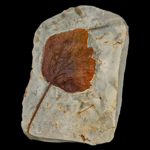 3.2" Zizyphoides Flabellum Fossil Plant Leaf Fort Union Glendive MT Paleocene Age - Fossil Age Minerals