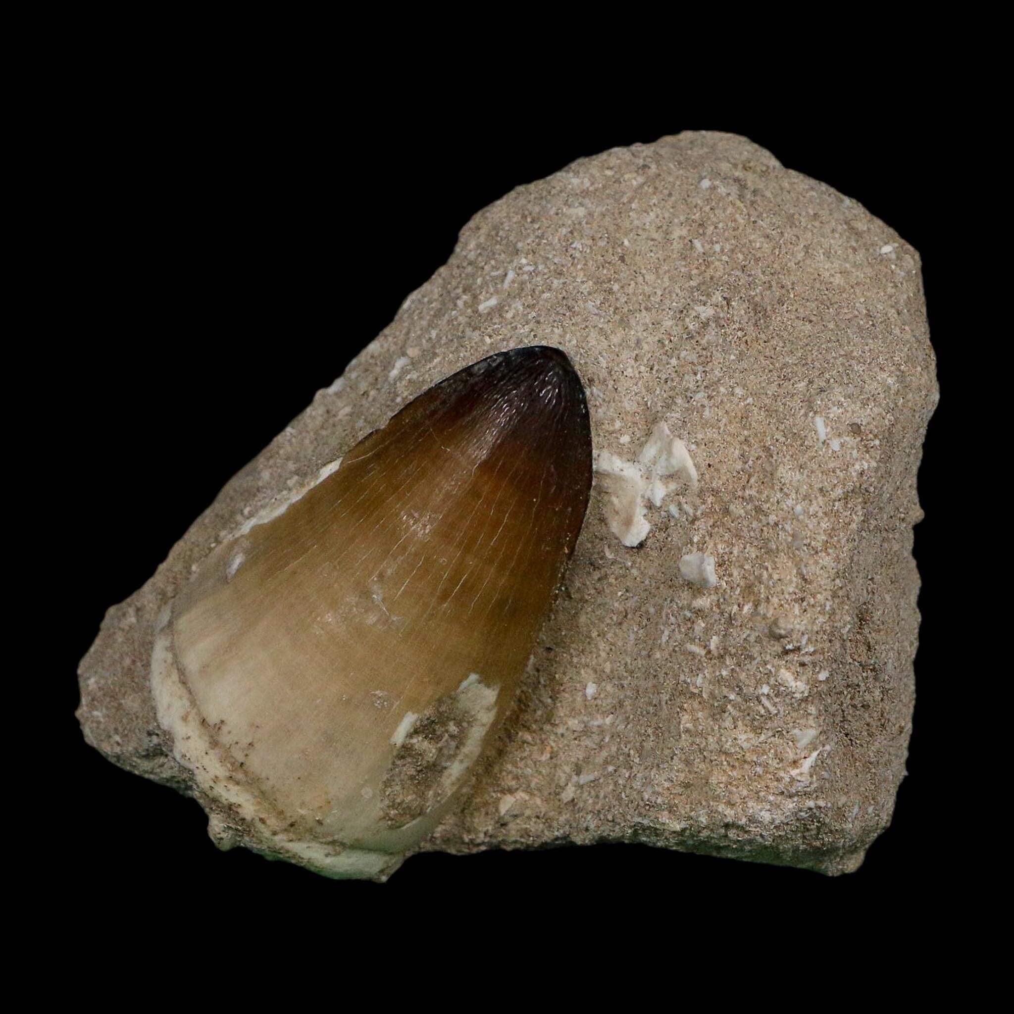 XL 2" Mosasaur Curri Fossil Tooth In Matrix Cretaceous Dinosaur Era COA - Fossil Age Minerals