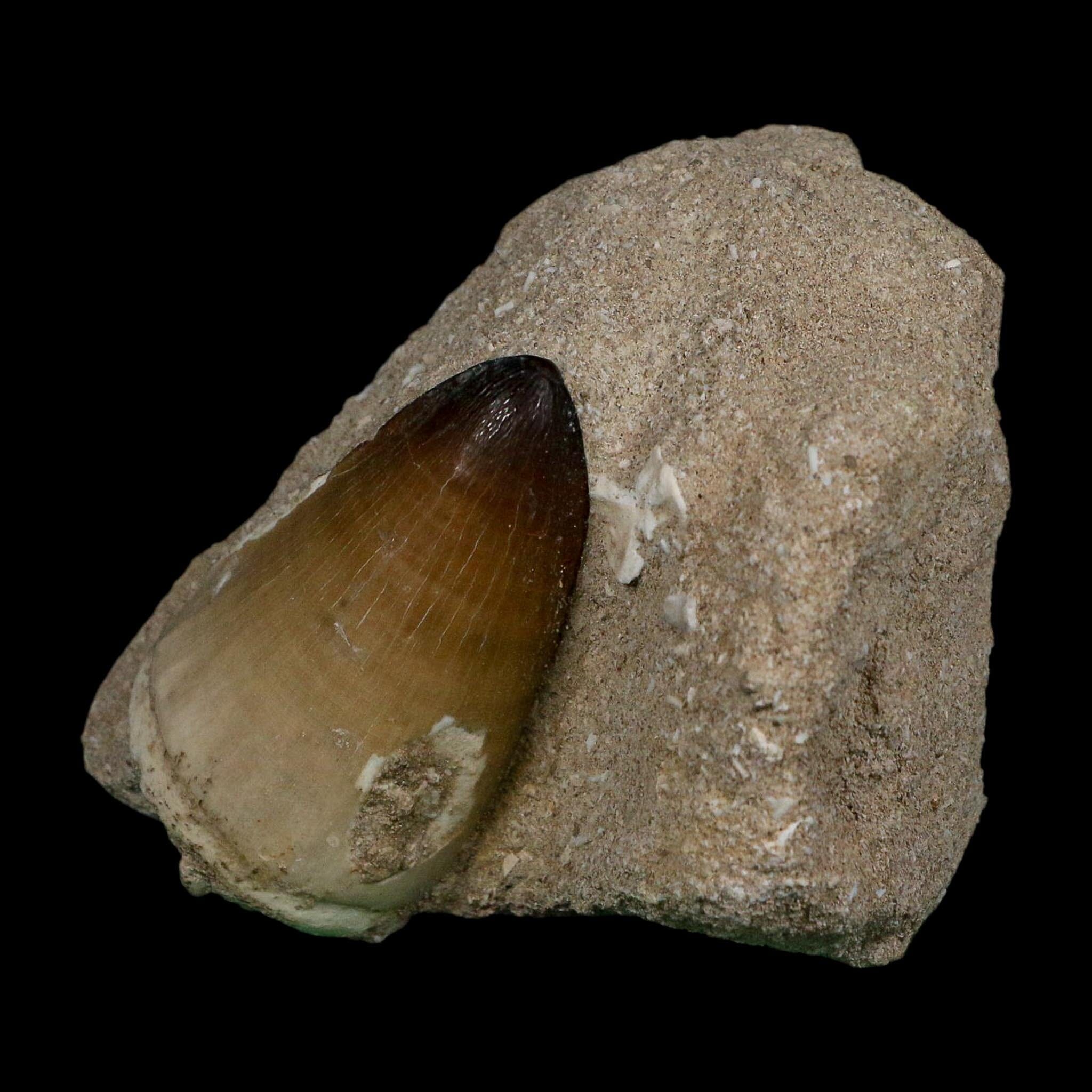 XL 2" Mosasaur Curri Fossil Tooth In Matrix Cretaceous Dinosaur Era COA - Fossil Age Minerals