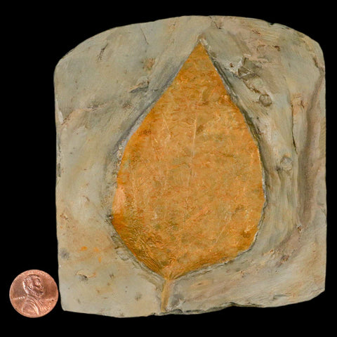 4" Beringiaphyllum Cupaniodes Fossil Plant Leaf Fort Union Glendive MT Paleocene Age - Fossil Age Minerals