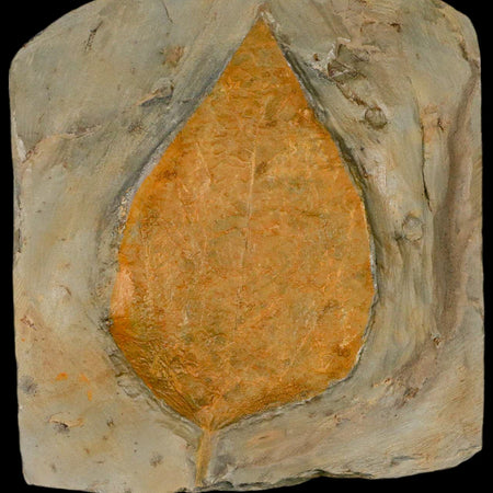 4" Beringiaphyllum Cupaniodes Fossil Plant Leaf Fort Union Glendive MT Paleocene Age