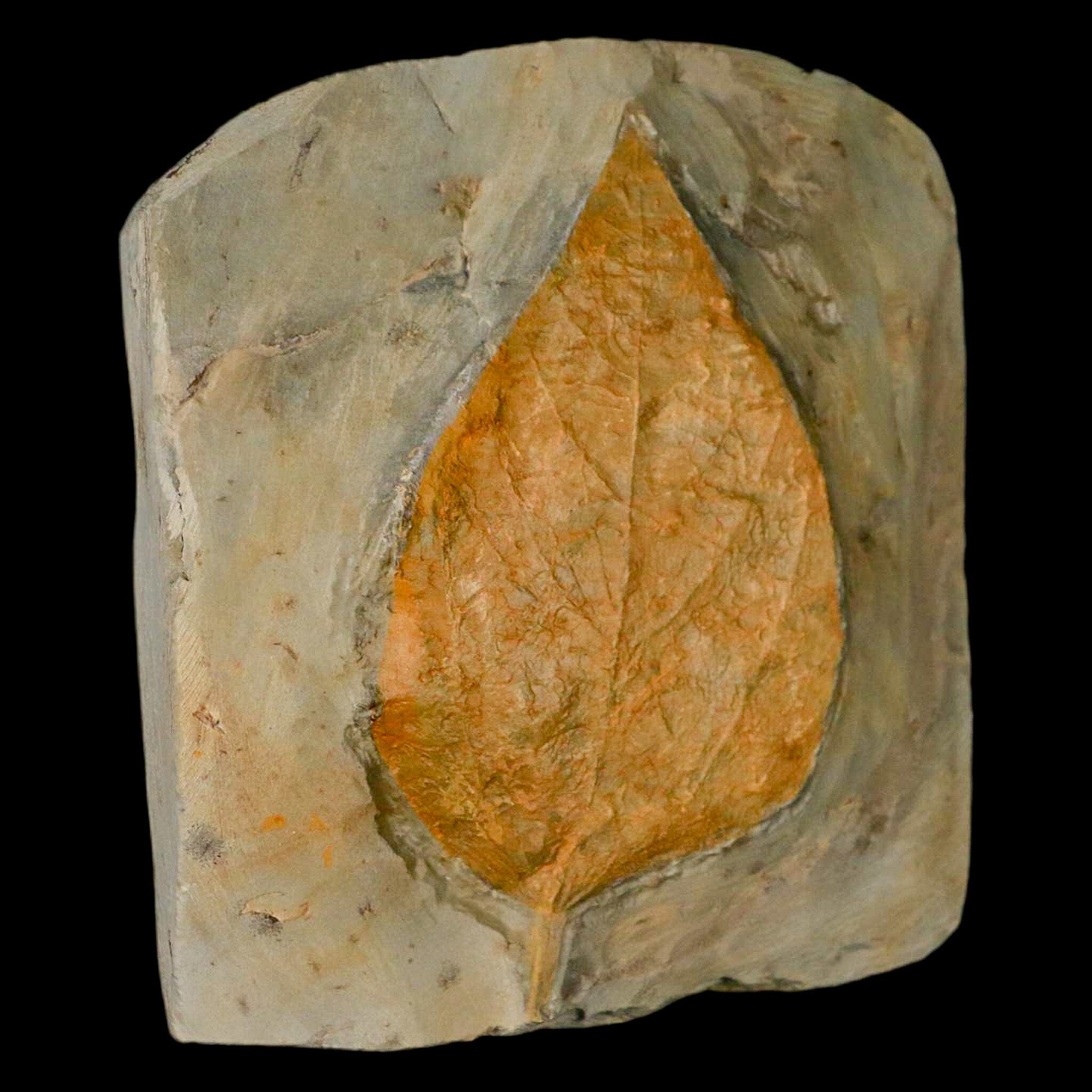 4" Beringiaphyllum Cupaniodes Fossil Plant Leaf Fort Union Glendive MT Paleocene Age - Fossil Age Minerals