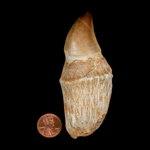 3.7" Mosasaur Prognathodon Fossil Tooth Rooted Cretaceous Dinosaur Era COA - Fossil Age Minerals