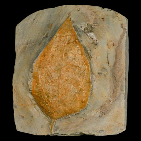 4" Beringiaphyllum Cupaniodes Fossil Plant Leaf Fort Union Glendive MT Paleocene Age - Fossil Age Minerals