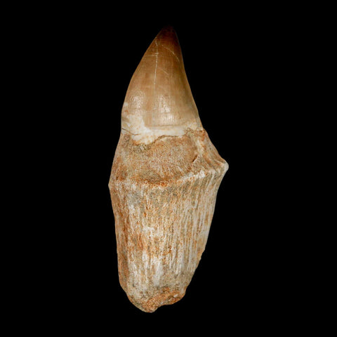 3.7" Mosasaur Prognathodon Fossil Tooth Rooted Cretaceous Dinosaur Era COA - Fossil Age Minerals