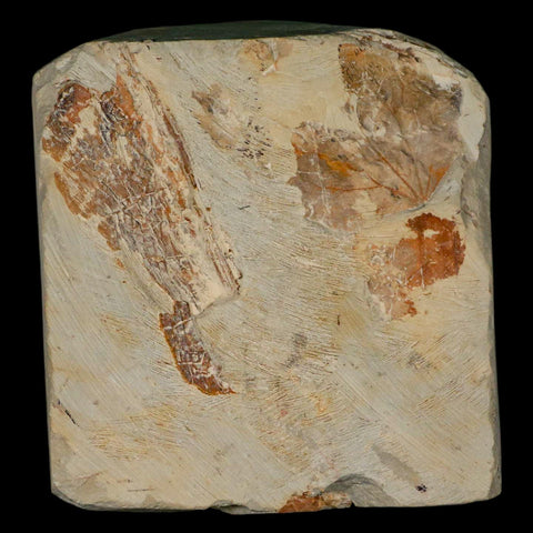 4" Beringiaphyllum Cupaniodes Fossil Plant Leaf Fort Union Glendive MT Paleocene Age - Fossil Age Minerals
