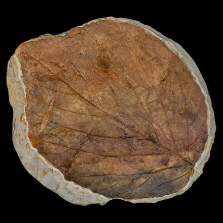 4" Davidia Antiqua Fossil Plant Leaf  Plant Fort Union Formation Glendive Montana