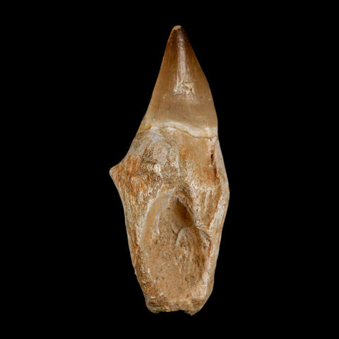 3.7" Mosasaur Prognathodon Fossil Tooth Rooted Cretaceous Dinosaur Era COA - Fossil Age Minerals