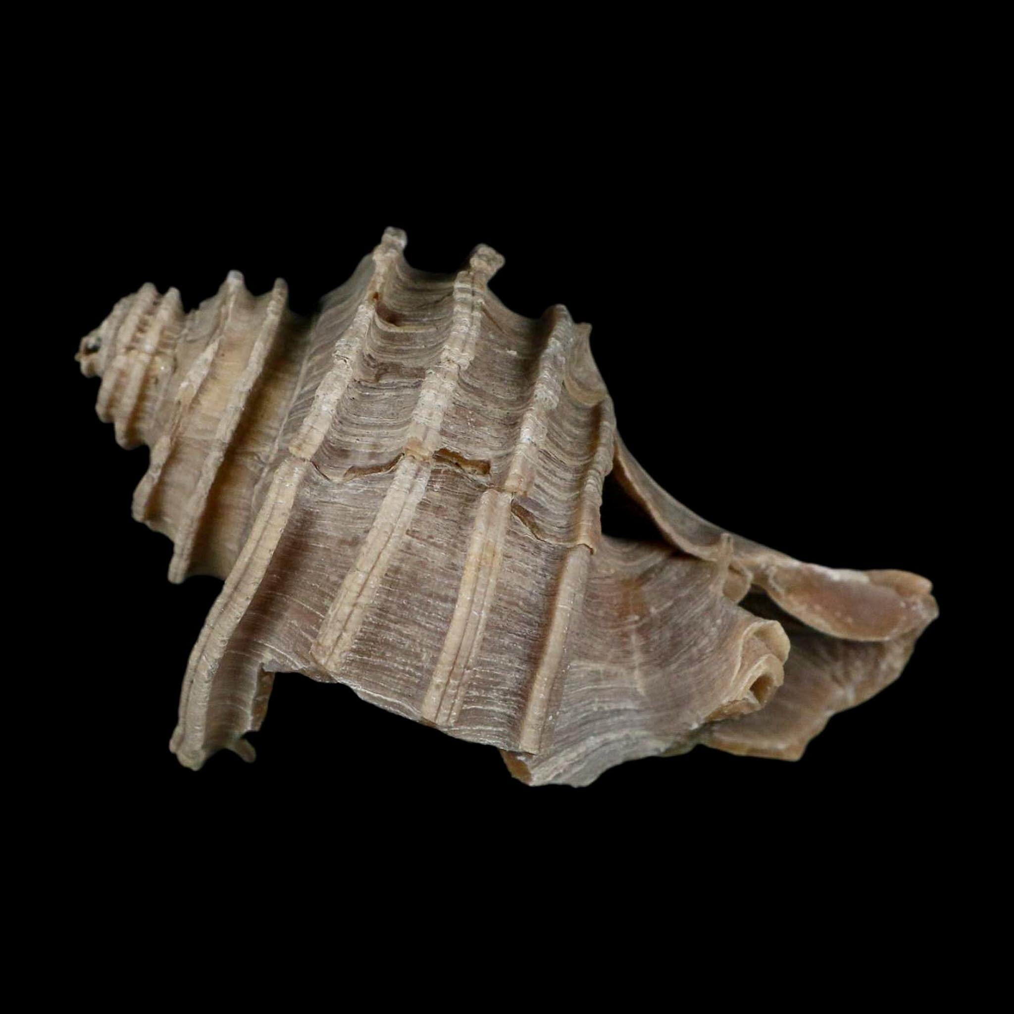 2.6" Ecphora Gardnerae Gastropod Fossil Shell Lee Creek Miocene Epoch North Carolina - Fossil Age Minerals