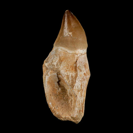 3.7" Mosasaur Prognathodon Fossil Tooth Rooted Cretaceous Dinosaur Era COA