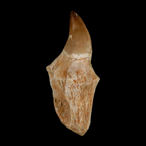 3.7" Mosasaur Prognathodon Fossil Tooth Rooted Cretaceous Dinosaur Era COA - Fossil Age Minerals