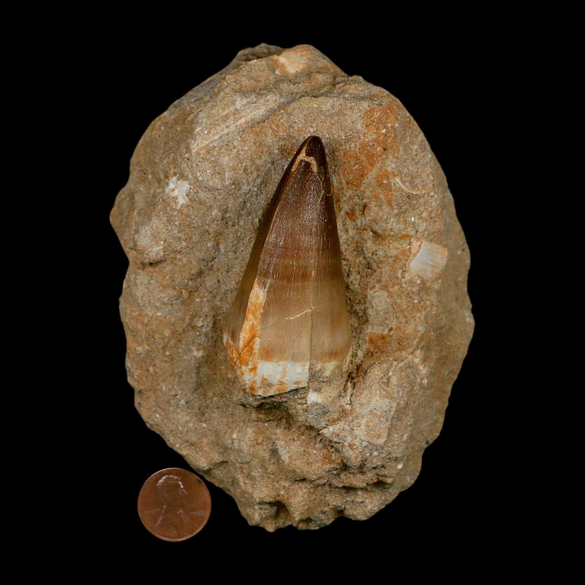 XL 2.5" Mosasaur Prognathodon Fossil Tooth In Matrix Cretaceous Dinosaur Era COA - Fossil Age Minerals