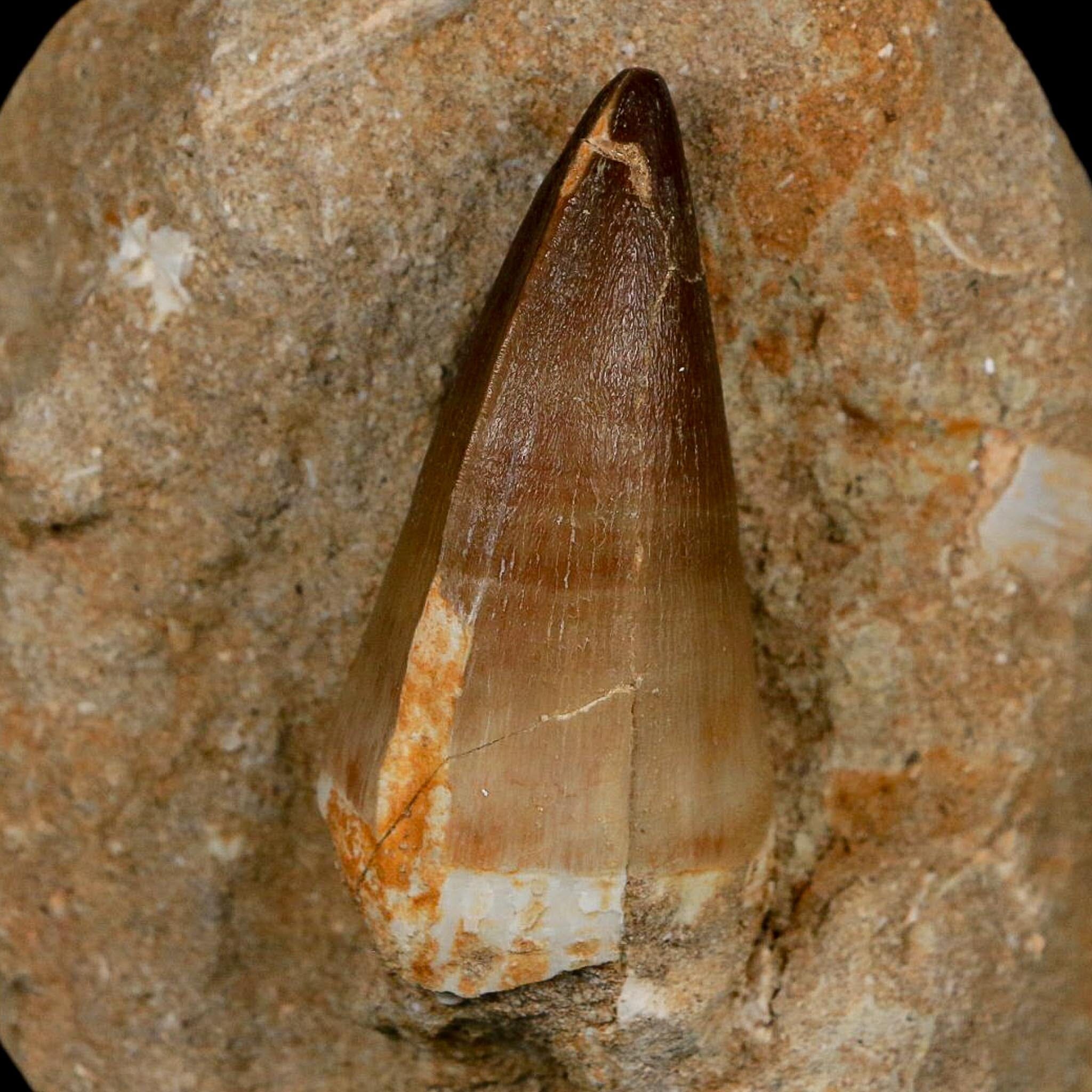 XL 2.5" Mosasaur Prognathodon Fossil Tooth In Matrix Cretaceous Dinosaur Era COA - Fossil Age Minerals