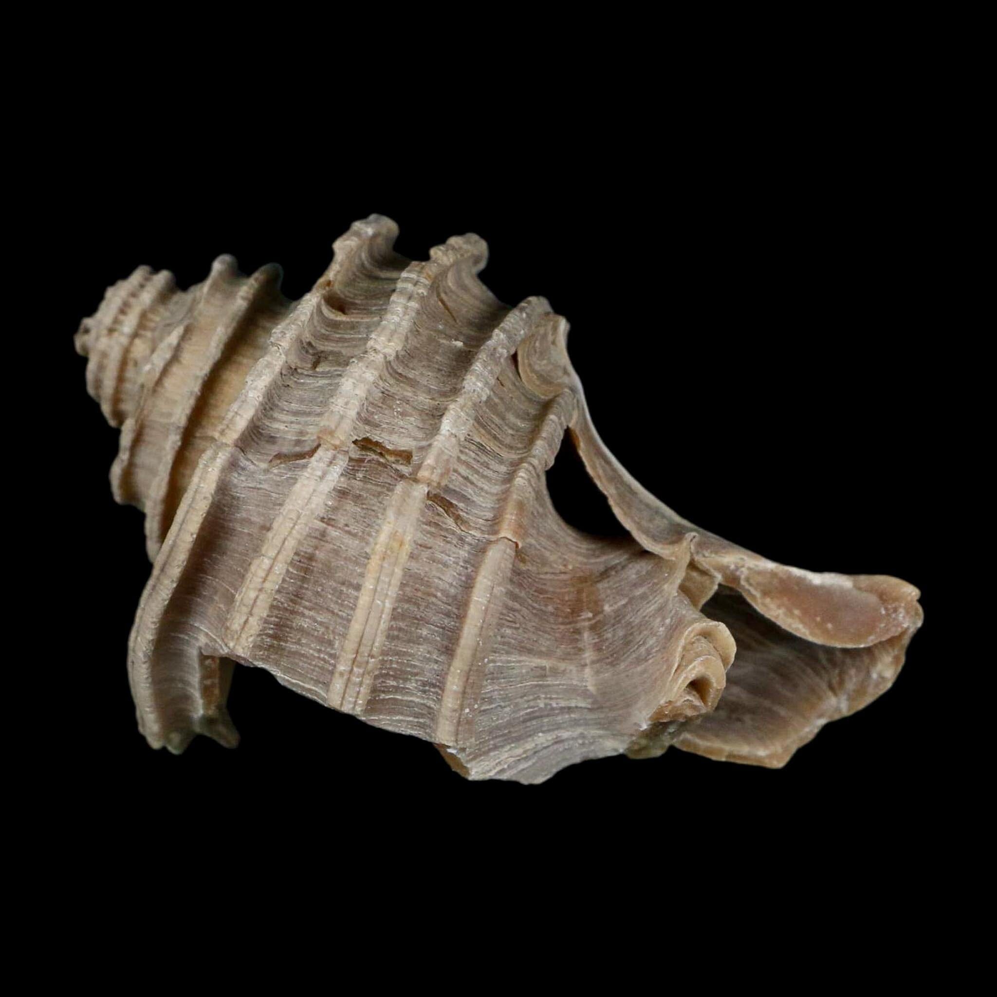 2.6" Ecphora Gardnerae Gastropod Fossil Shell Lee Creek Miocene Epoch North Carolina - Fossil Age Minerals