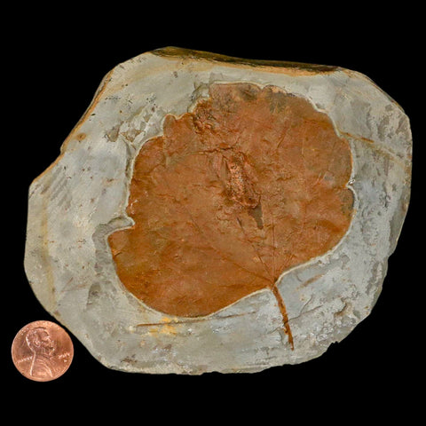 3.2" Zizyphoides Flabellum Fossil Plant Leaf Fort Union Glendive MT Paleocene Age - Fossil Age Minerals