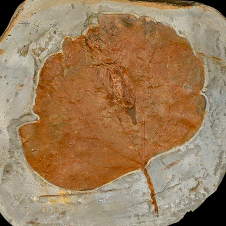 3.2" Zizyphoides Flabellum Fossil Plant Leaf Fort Union Glendive MT Paleocene Age