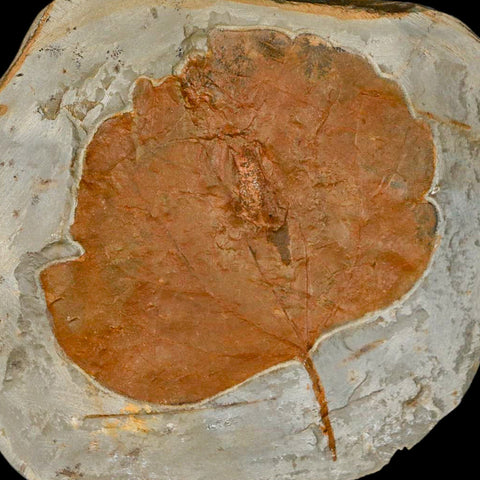 3.2" Zizyphoides Flabellum Fossil Plant Leaf Fort Union Glendive MT Paleocene Age - Fossil Age Minerals