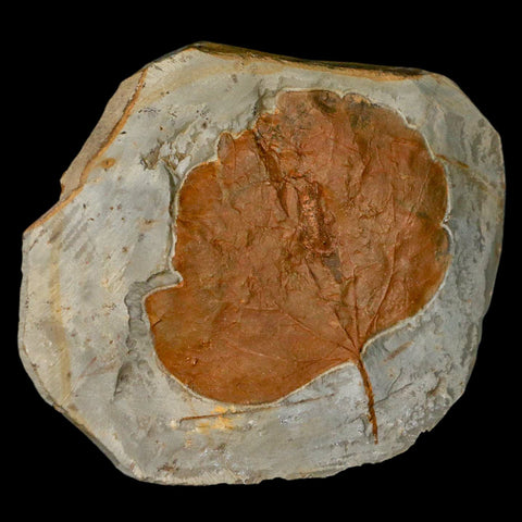 3.2" Zizyphoides Flabellum Fossil Plant Leaf Fort Union Glendive MT Paleocene Age - Fossil Age Minerals