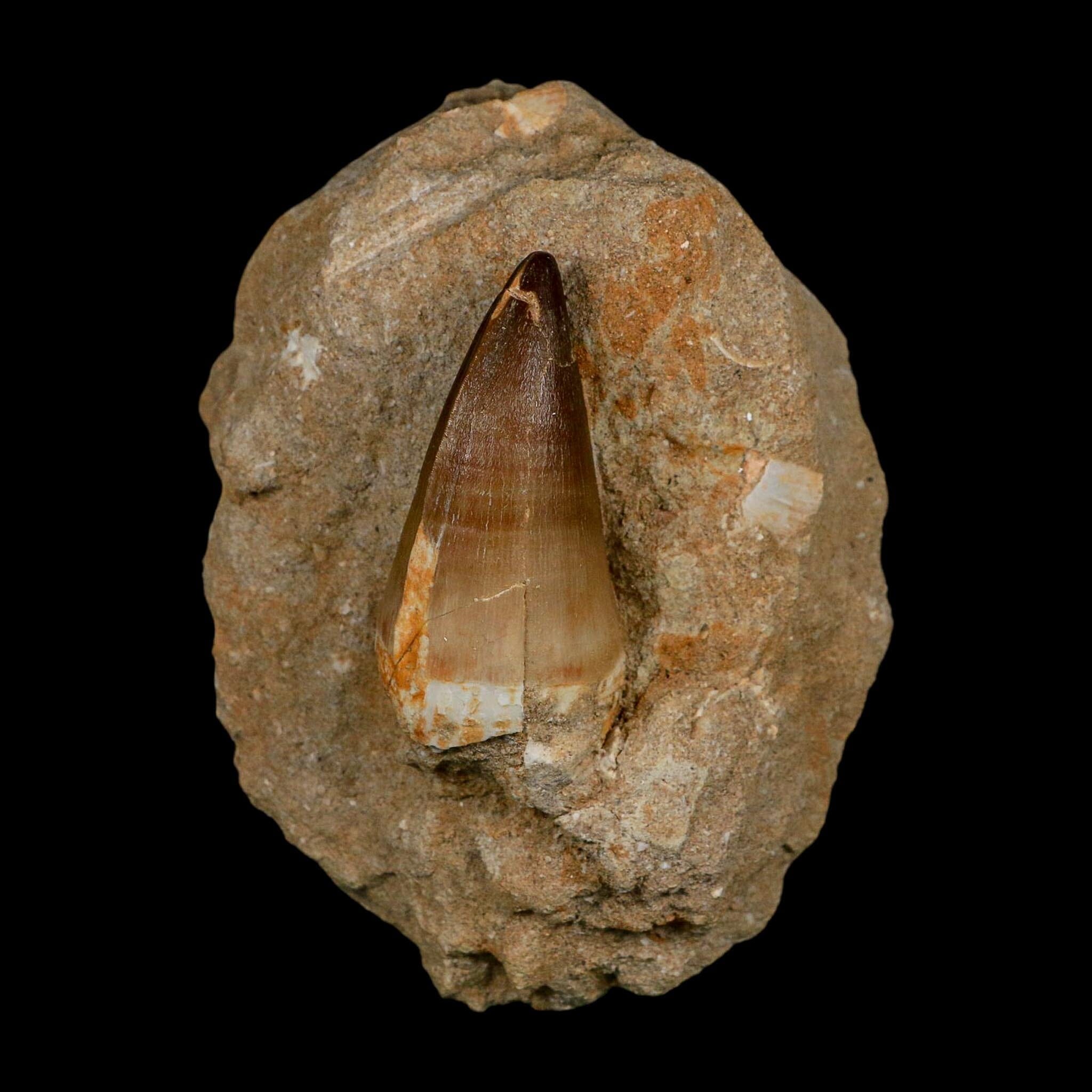 XL 2.5" Mosasaur Prognathodon Fossil Tooth In Matrix Cretaceous Dinosaur Era COA - Fossil Age Minerals
