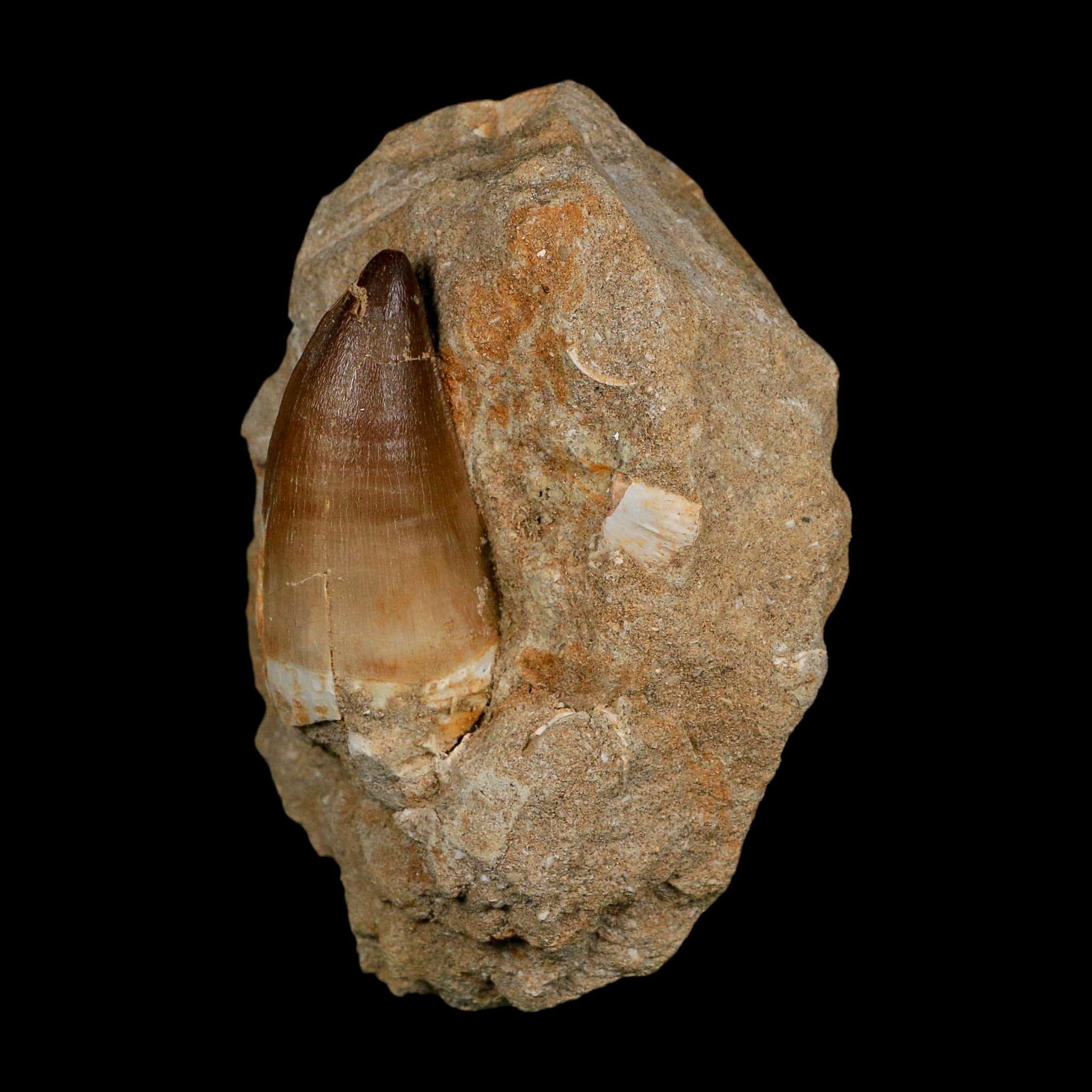 XL 2.5" Mosasaur Prognathodon Fossil Tooth In Matrix Cretaceous Dinosaur Era COA - Fossil Age Minerals