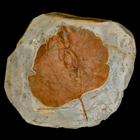 3.2" Zizyphoides Flabellum Fossil Plant Leaf Fort Union Glendive MT Paleocene Age - Fossil Age Minerals