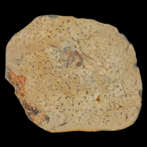 3.2" Zizyphoides Flabellum Fossil Plant Leaf Fort Union Glendive MT Paleocene Age - Fossil Age Minerals
