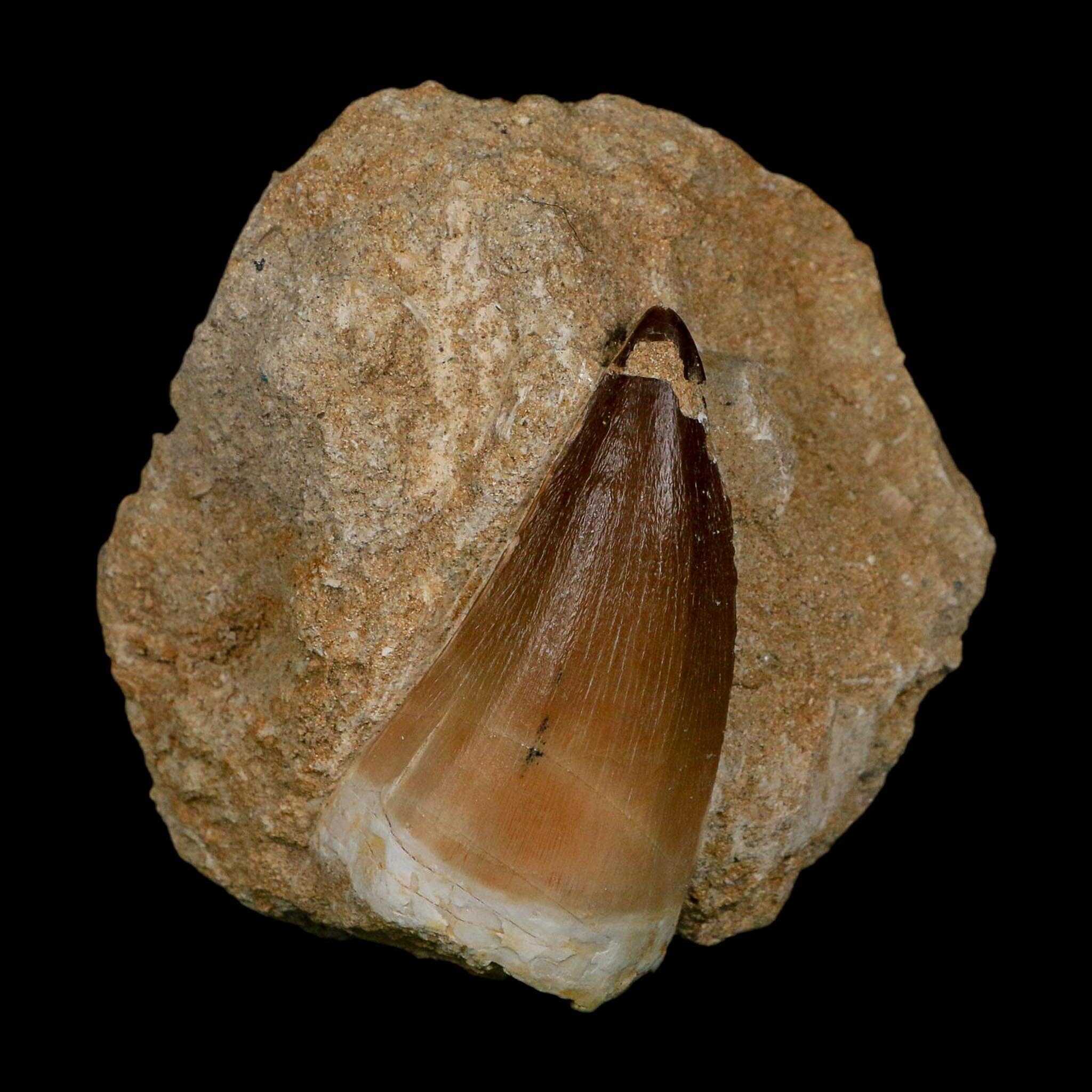 XL 2.4" Mosasaur Prognathodon Fossil Tooth In Matrix Cretaceous Dinosaur Era COA - Fossil Age Minerals