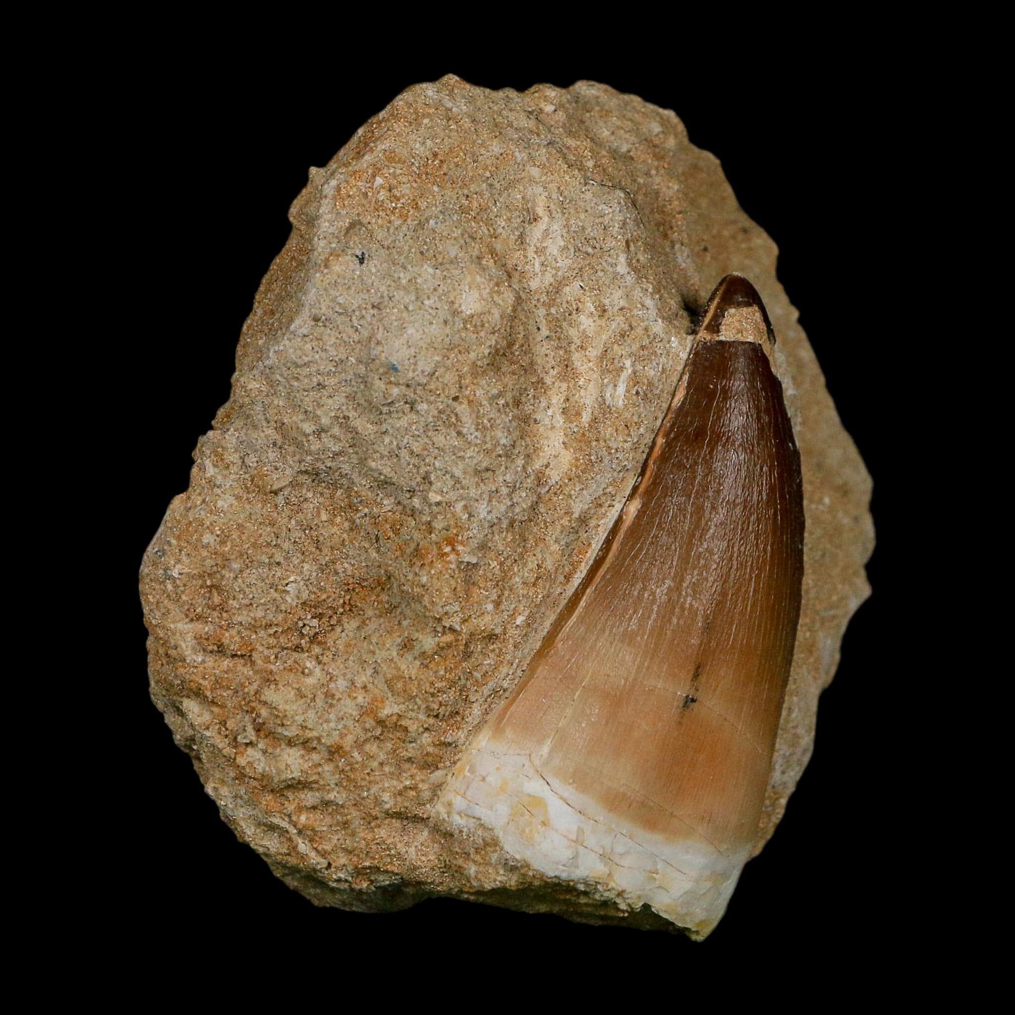 XL 2.4" Mosasaur Prognathodon Fossil Tooth In Matrix Cretaceous Dinosaur Era COA - Fossil Age Minerals